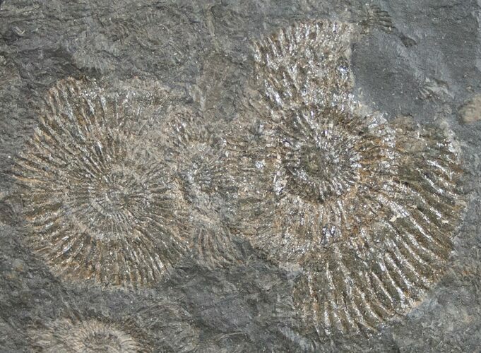 Dactylioceras Ammonites - Posidonia Shale #11114